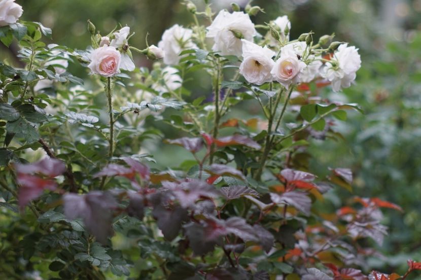  - Rosa rugosa Ritausma
