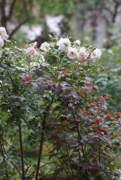  - Rosa rugosa Ritausma