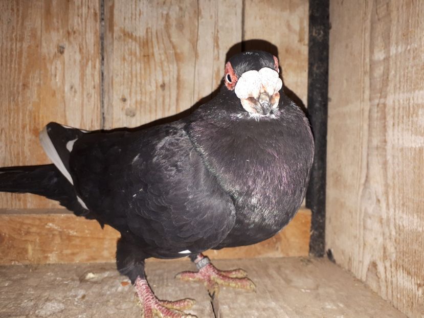 M vîndut - J2 _ tineret 2020