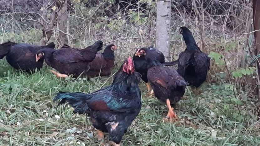  - Combatant indian talie mare 2021