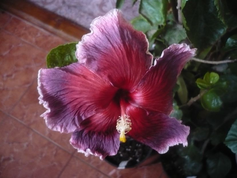 P1470310 - HIBISCUSI 2020-5
