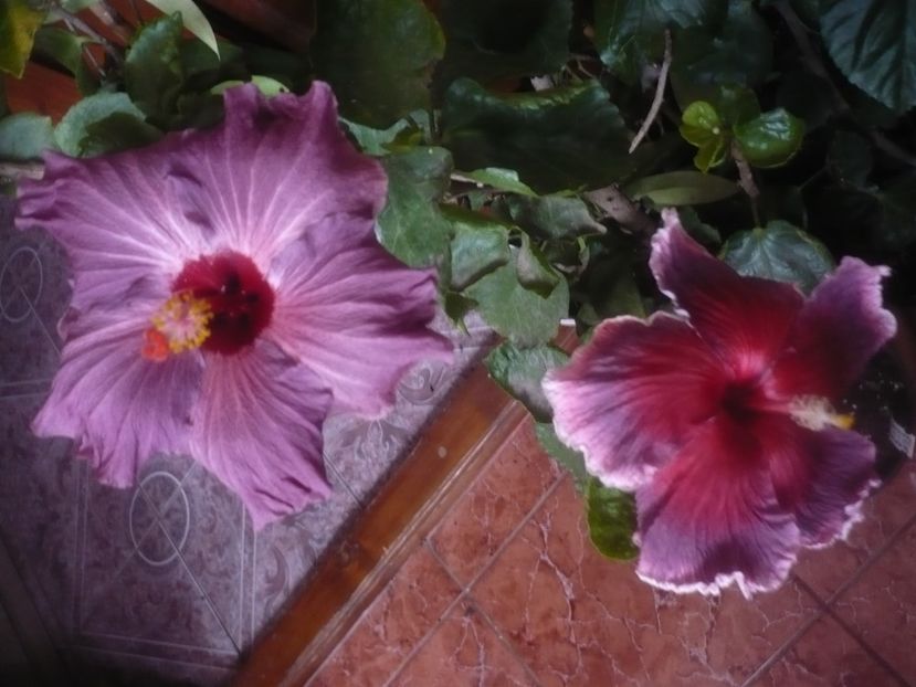 P1470311 - HIBISCUSI 2020-5