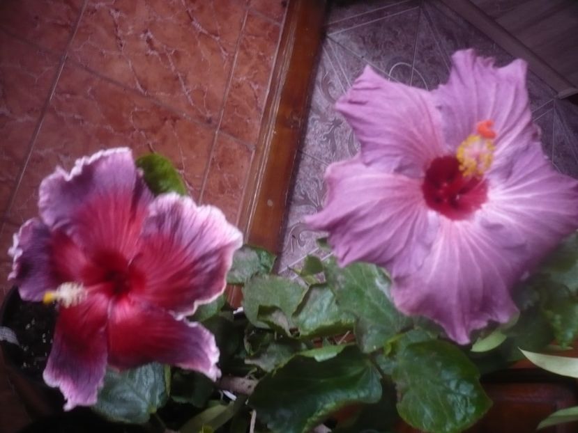 P1470313 - HIBISCUSI 2020-5