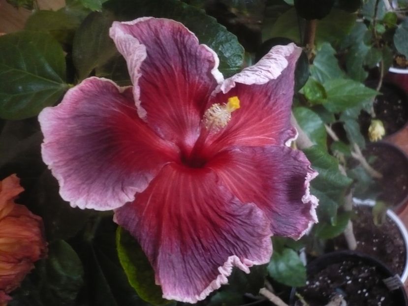 P1470320 - HIBISCUSI 2020-5