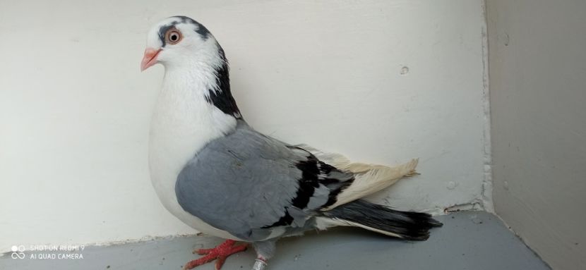  - PORUMBEI CARE MI AU APARTINUT