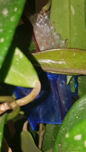  - 0 Hoya din semințe