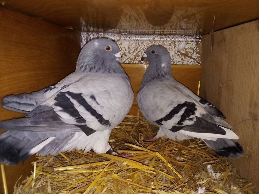  - Matca de porumbei standard 2020