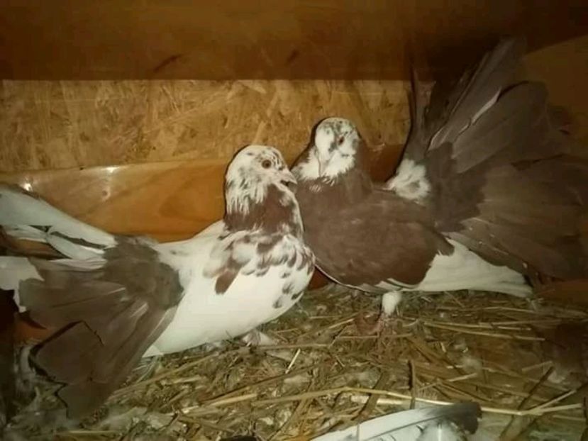  - Matca de porumbei voltați 2020