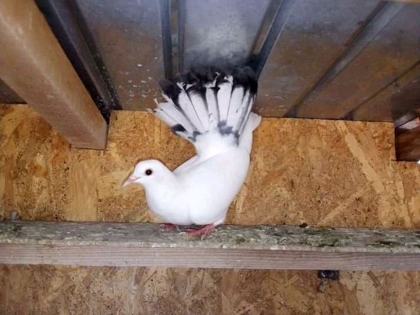  - Pui de porumbei voltați 2020