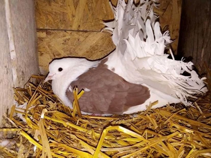  - Pui de porumbei voltați 2020