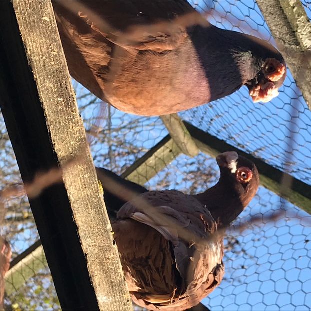 DAA39549-D807-4A41-8686-19B12193EA4F - Berberi2020