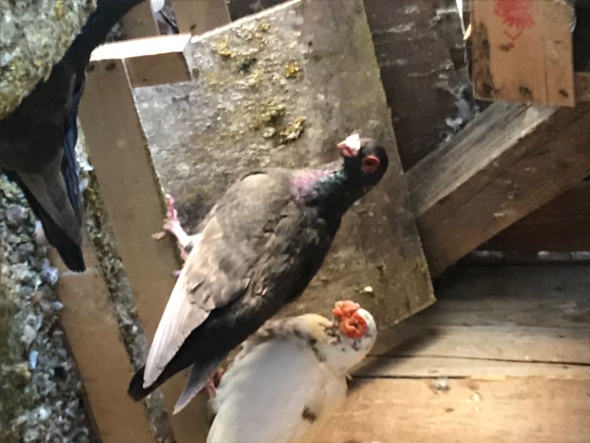 55CA7A08-9DA9-4414-8DE5-356E4AF68B85 - Berberi2020