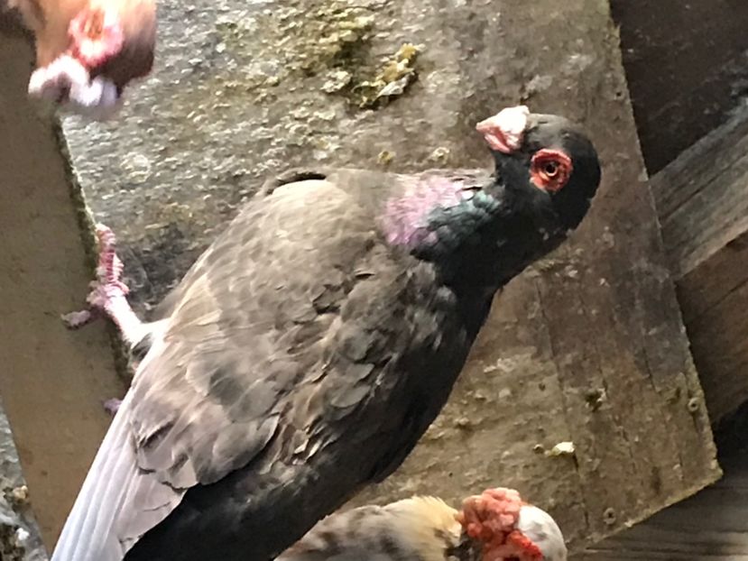 15E91EE4-DFB4-428E-8B89-8727CD9F147B - Berberi2020