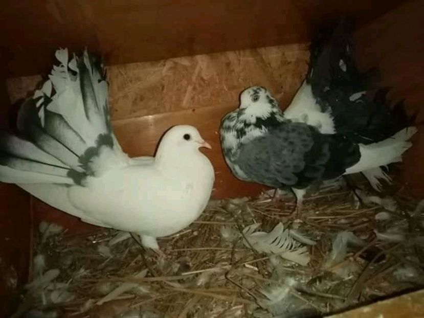  - Matca de porumbei voltați 2021