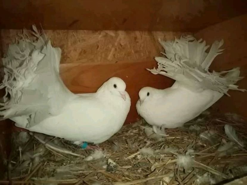  - Matca de porumbei voltați 2021