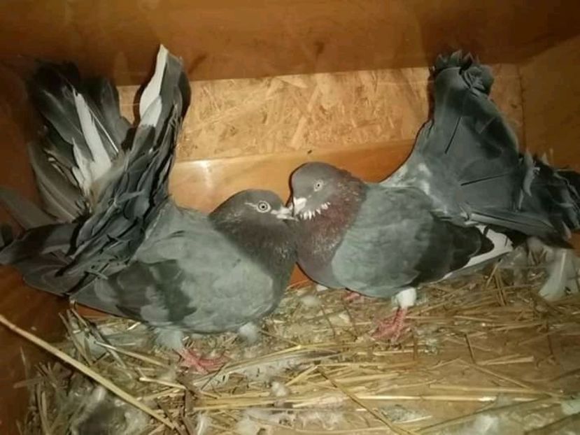  - Matca de porumbei voltați 2021