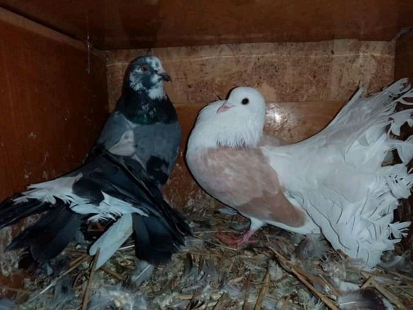  - Matca de porumbei voltați 2021