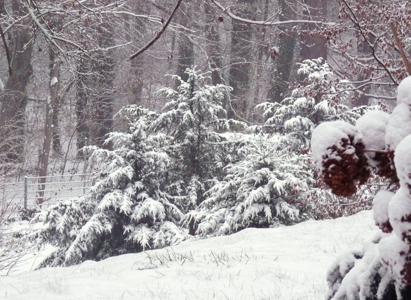 Prima ninsoare in acest sezon. - 2020 - 04 - 2021 - 00 - Iarna