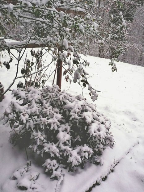  - 2020 - 04 - 2021 - 00 - Iarna