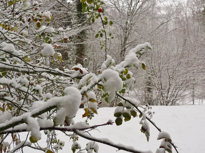  - 2020 - 04 - 2021 - 00 - Iarna