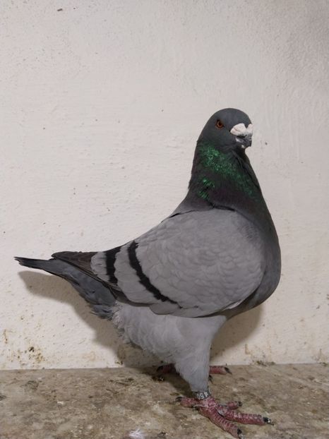 Mascul 2020. D450 + femelă gută. Giacomo Galliano - Porumbei vânduți