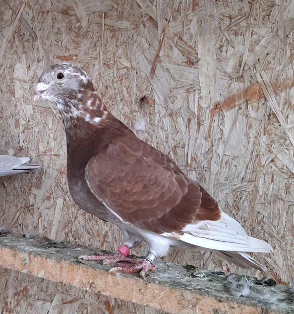  - Voiajori standard pui 2020