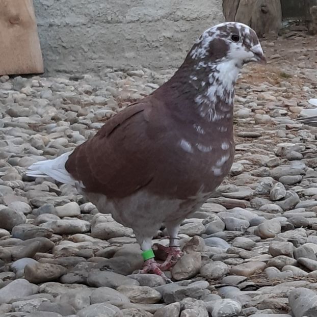  - Voiajori standard pui 2020