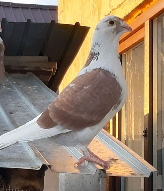  - Voiajori standard pui 2020