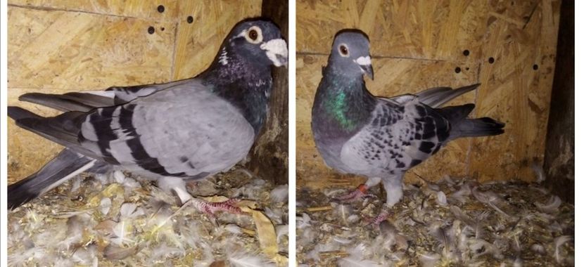  - Matca de porumbei voiajori 2020