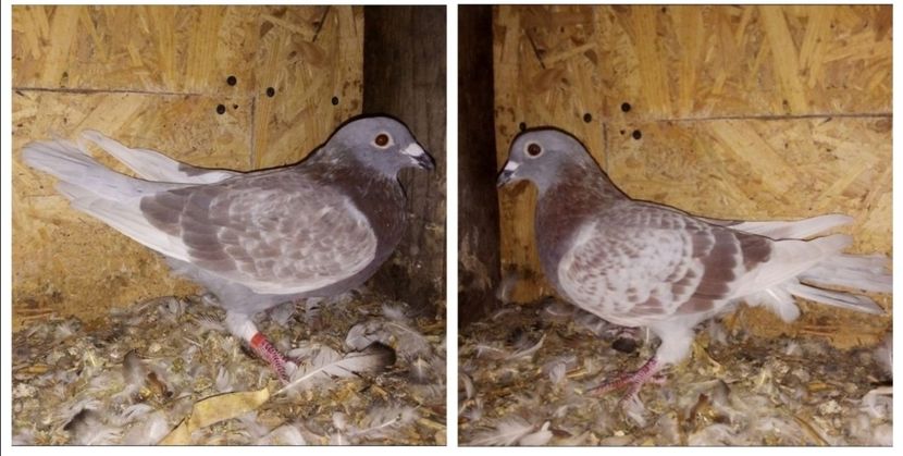  - Matca de porumbei voiajori 2020