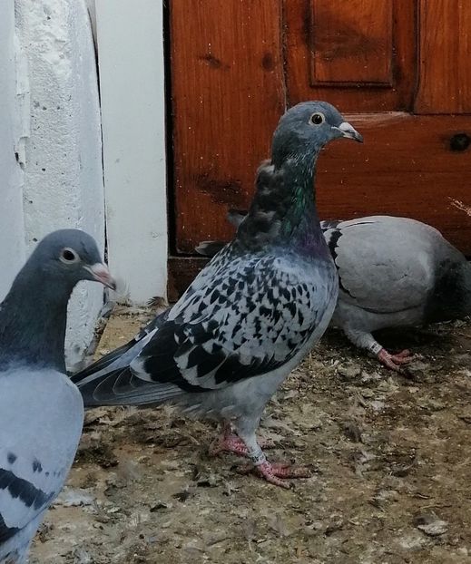 Gut 492074-2020 - PORUMBEI