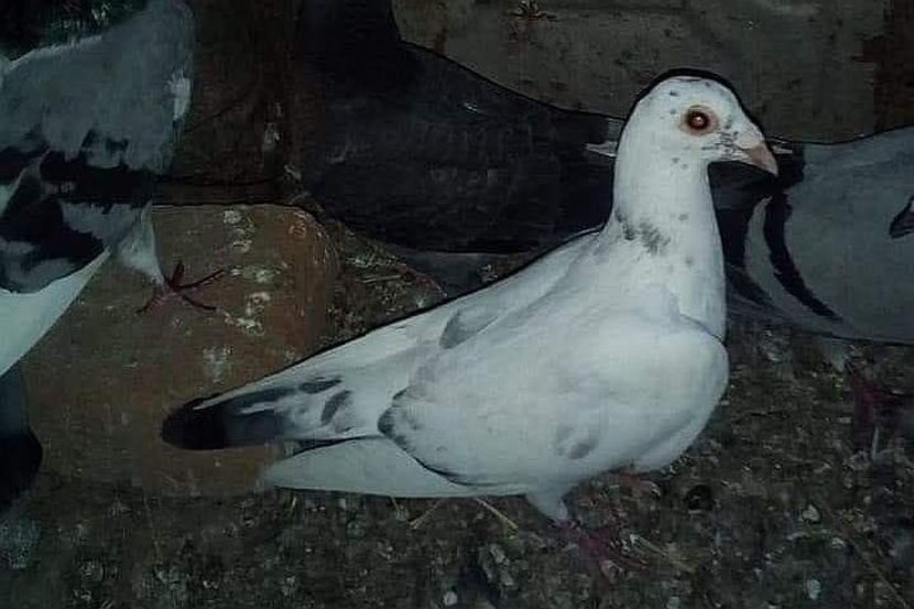 received_2729673544021008 - Pui de porumbei voiajori 2020