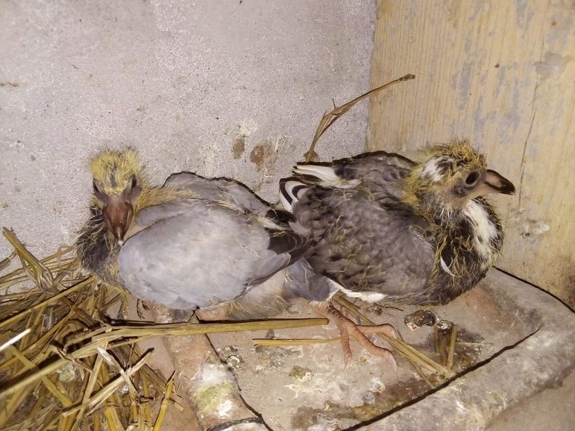 received_383569896106162 - Pui de porumbei voiajori 2020