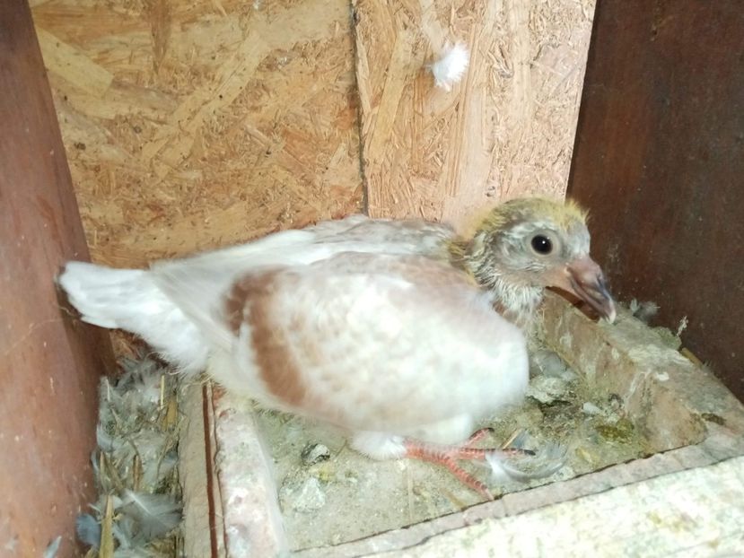 received_1715311388624378 - Pui de porumbei voiajori 2020