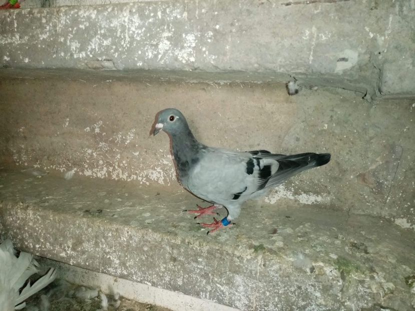 received_686239925327459 - Pui de porumbei voiajori 2020