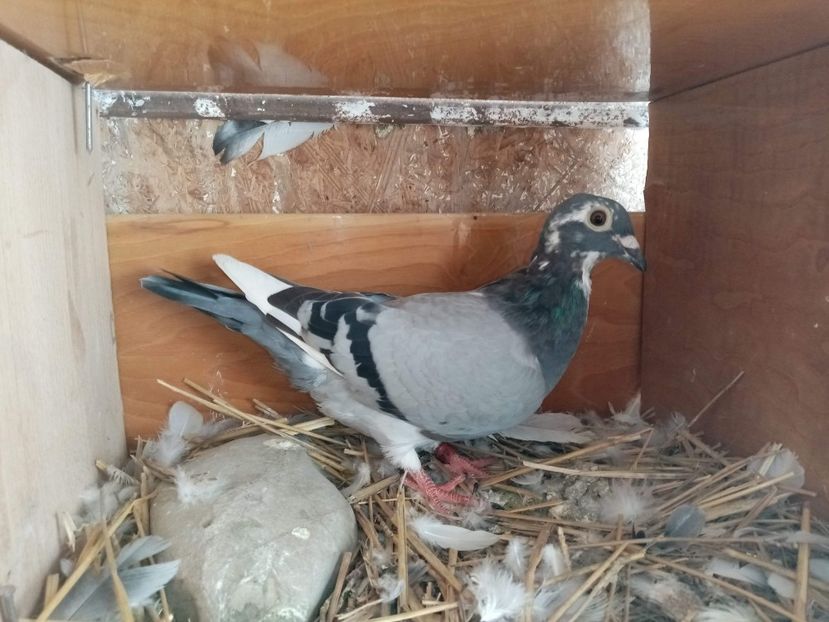 received_342497766964405 - Pui de porumbei voiajori 2020