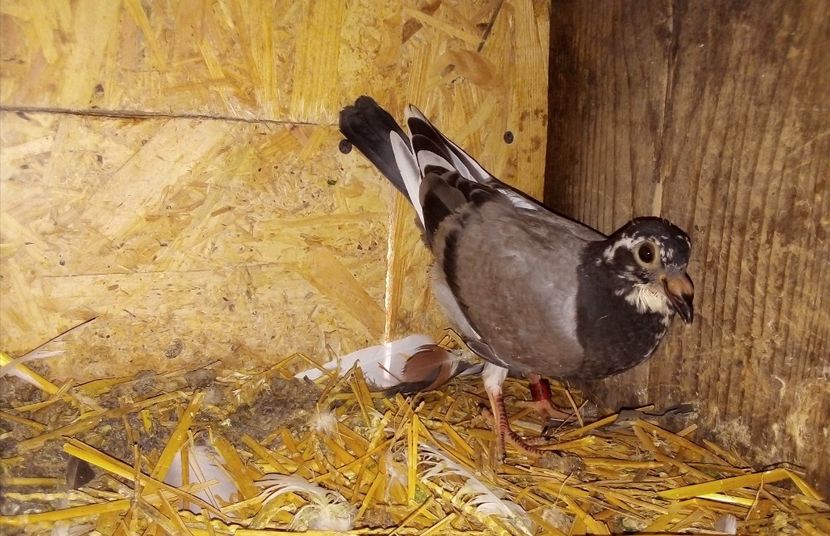  - Pui de porumbei voiajori 2020