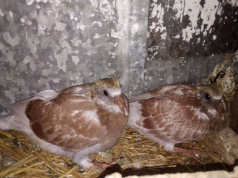 received_3223171761093504 - Pui de porumbei voiajori 2020