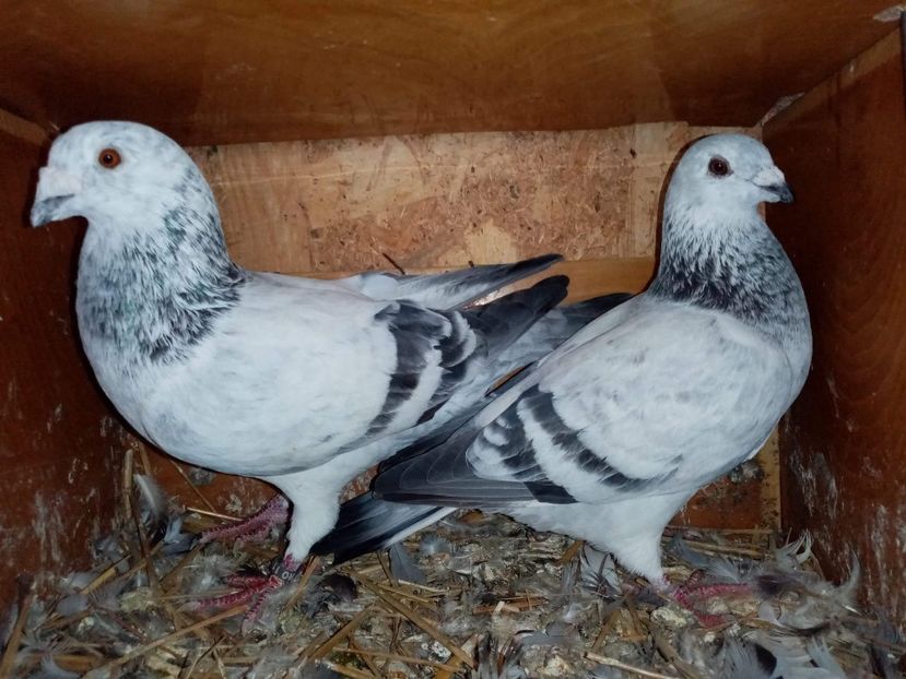 received_3436654436419033 - Porumbei Standard