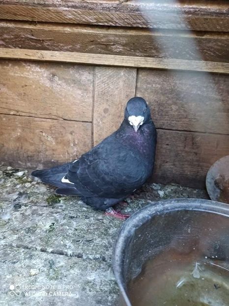 received_318704052735772 - Porumbei Standard