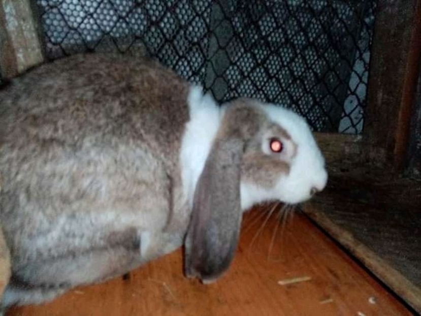  - Matca de iepuri comuni 2020