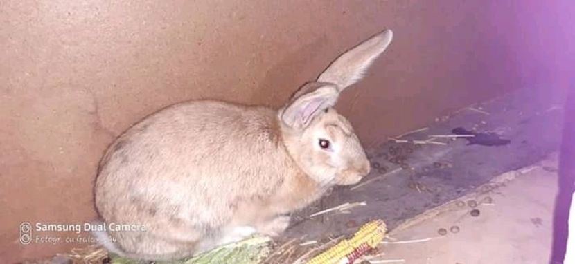  - Matca de iepuri comuni 2020