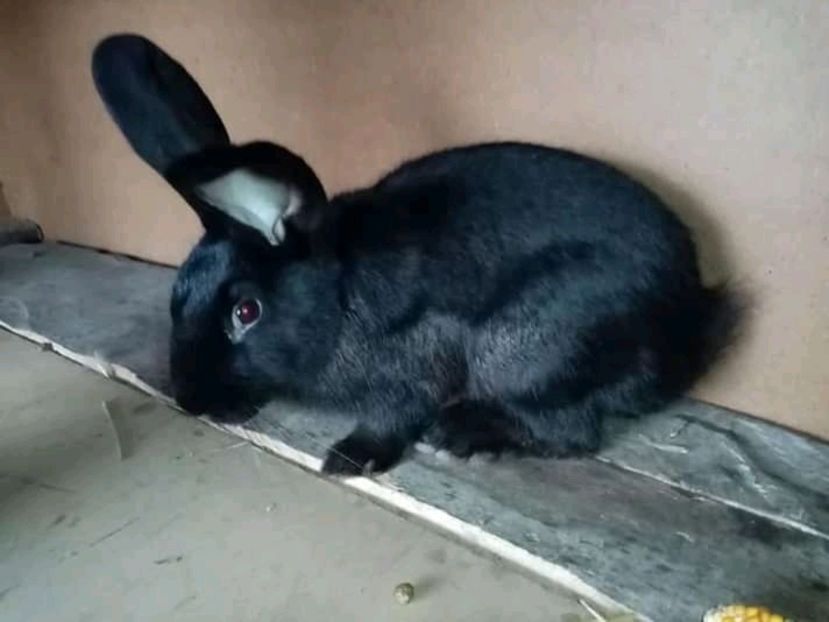  - Matca de iepuri comuni 2020