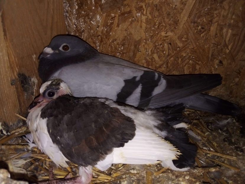 received_388506892119539 - Pui de porumbei voltați 2020