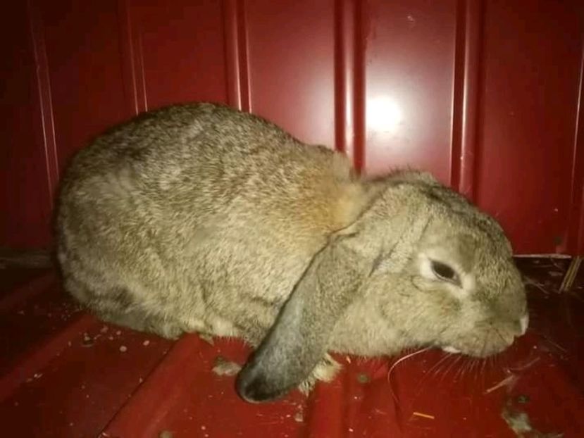  - Matca de iepuri comuni 2021