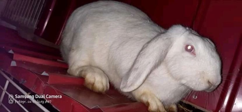  - Matca de iepuri comuni 2021