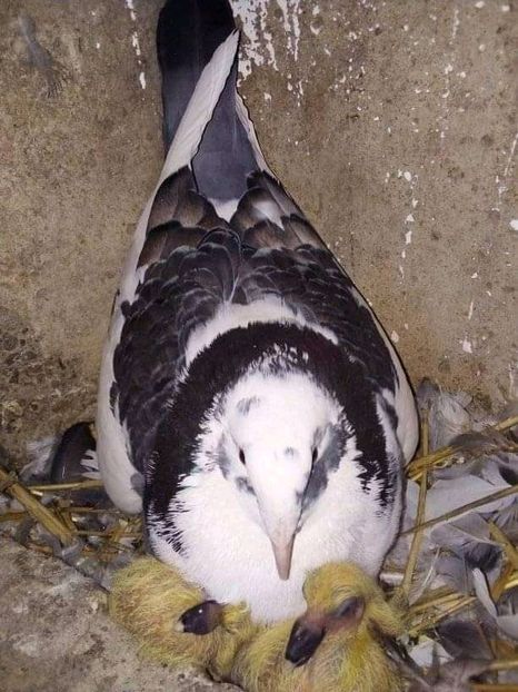  - Pui de porumbei standard 2020