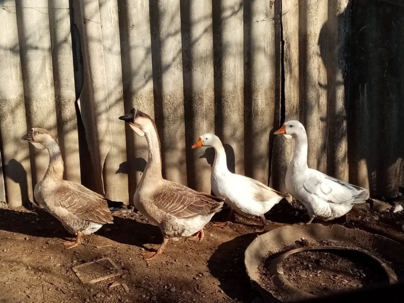  - Gâște