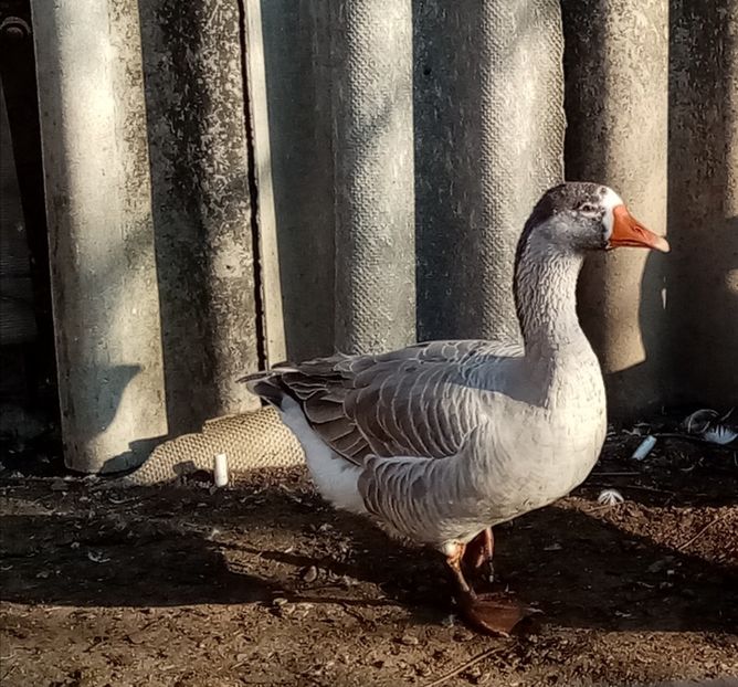  - Gâște