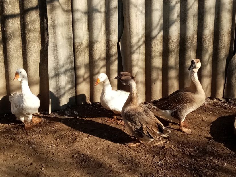  - Gâște
